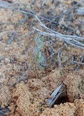 Gnephosis drummondii