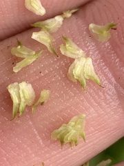 Sagittaria australis