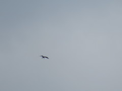 Fregata magnificens