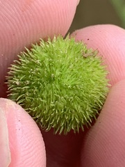 Sagittaria australis