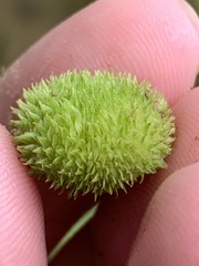 Sagittaria australis