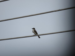 Tyrannus dominicensis