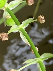 Sagittaria australis