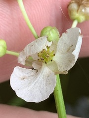 Sagittaria australis