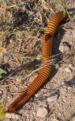 Orthoporus