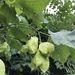 European Bladdernut - Photo no rights reserved, uploaded by jhubley