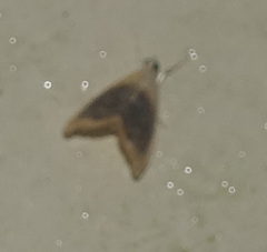 Glaphyria fulminalis