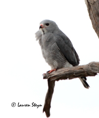 Kaupifalco monogrammicus