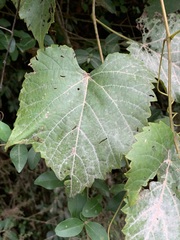 Vitis cinerea baileyana