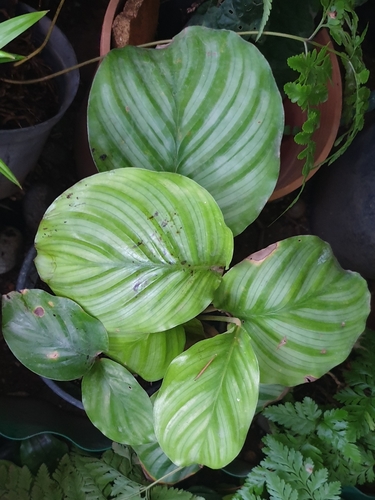 Prayer Plant