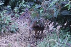 Nesotragus moschatus