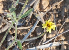 Goodenia berardiana
