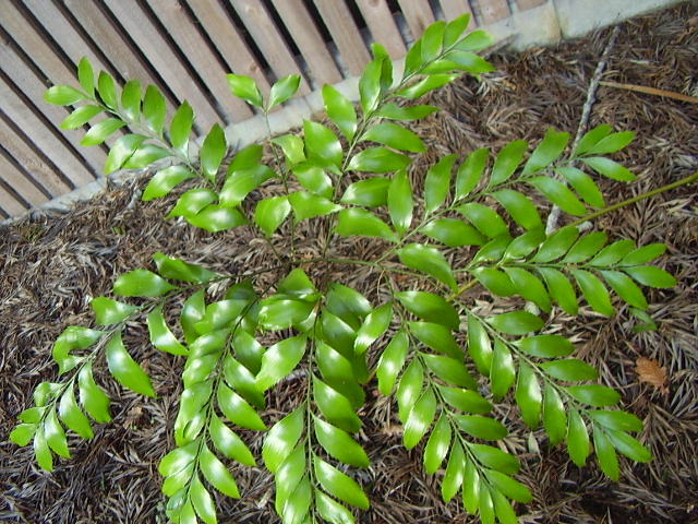 Bowenia serrulata