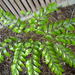 Bowenia serrulata - Photo (c) Stephen Thorpe, algunos derechos reservados (CC BY-NC), subido por Stephen Thorpe