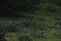 Hippocamelus bisulcus