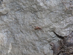 Hypoponera opacior