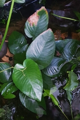 Anubias barteri