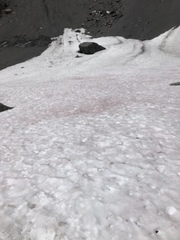 Chlamydomonas nivalis