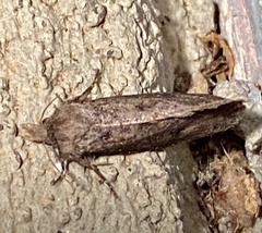 Acrolophus arcanella