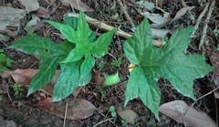 Dorstenia contrajerva