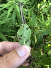Sphaerulina cornicola