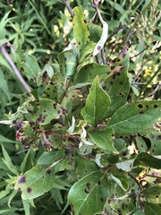 Sphaerulina cornicola