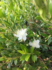 Myrtus
