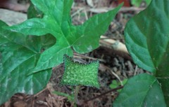 Dorstenia contrajerva