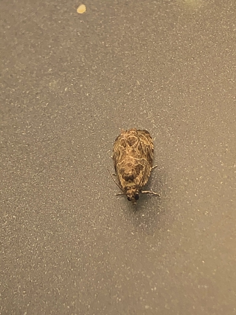 Olethreutes baccatana