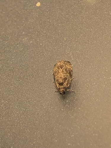 Olethreutes baccatana