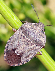 Hymenarcys nervosa