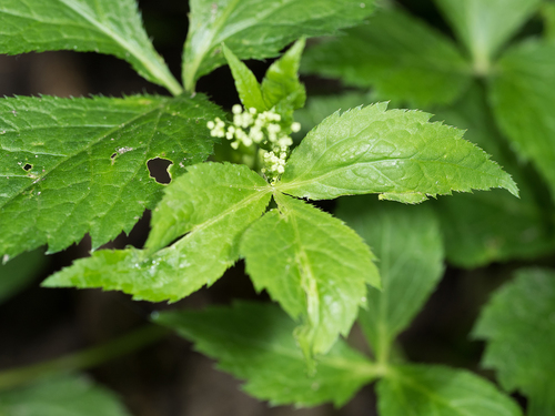 Cryptotaenia canadensis