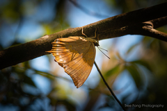 Charaxes