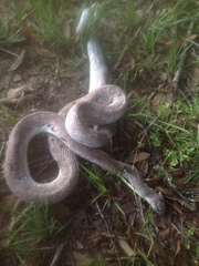 Pituophis melanoleucus mugitus