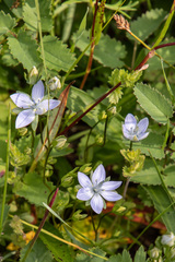 Lomatogonium carinthiacum