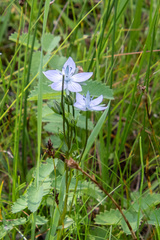 Lomatogonium carinthiacum