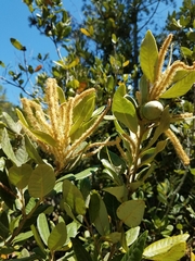 Notholithocarpus densiflorus echinoides