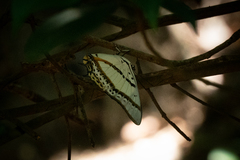 Polyura nepenthes