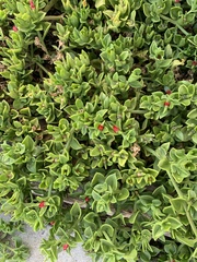 Tetragonia implexicoma