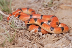 Great Plains Ground Snake photo 1