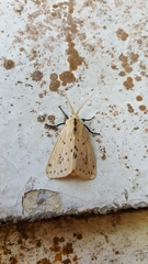 Spilosoma strigatula