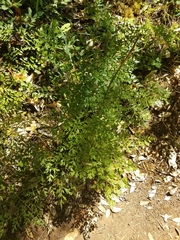 Ligusticum