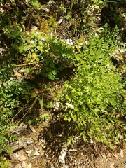 Ligusticum