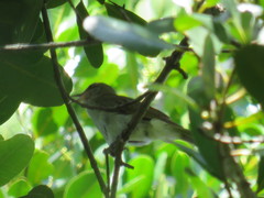 Vireo altiloquus