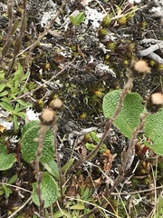 Antennaria monocephala
