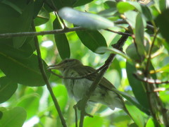 Vireo altiloquus