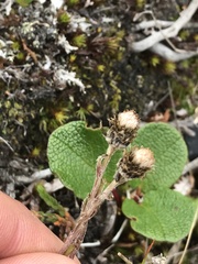 Antennaria monocephala