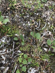 Antennaria monocephala