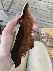 Ganoderma tuberculosum