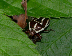 Perillus circumcinctus